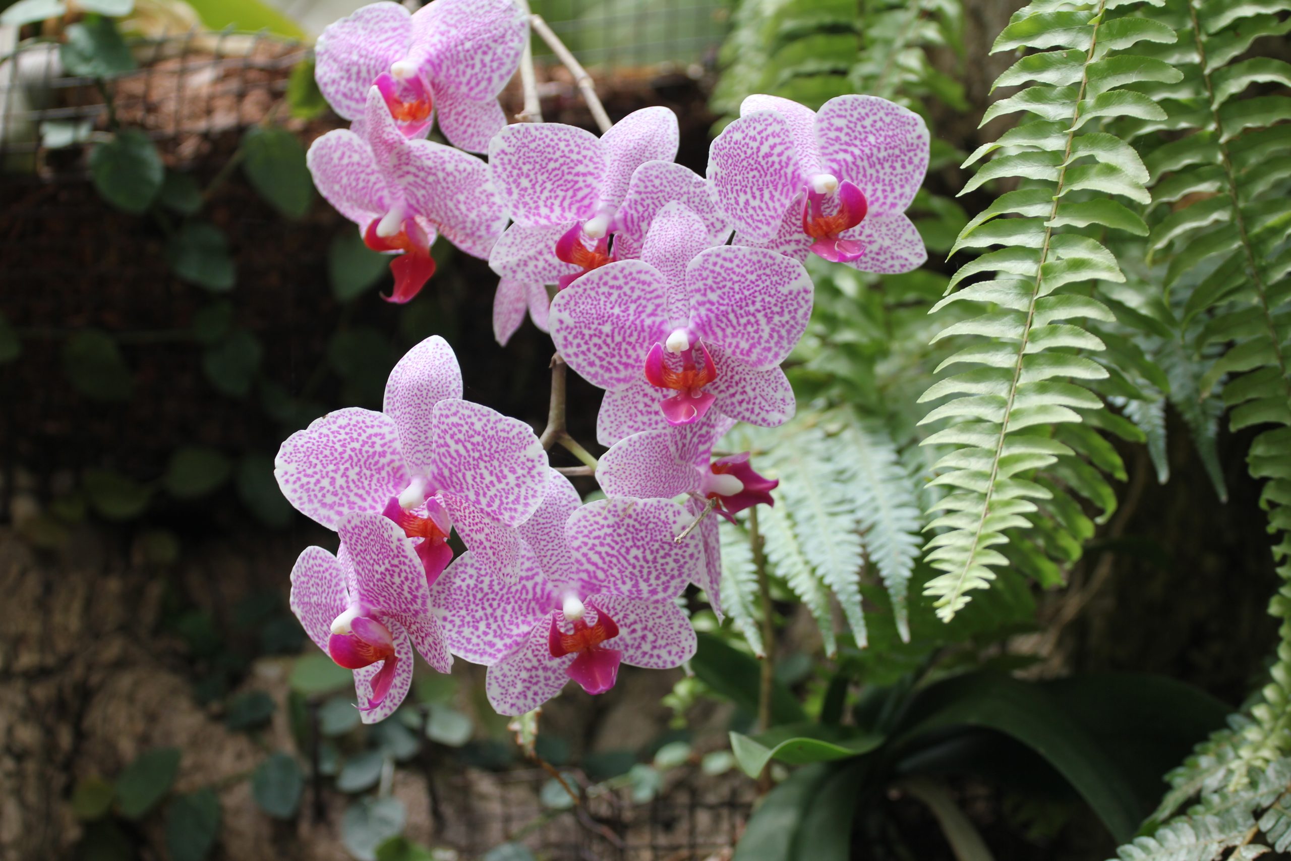 Orchid Society