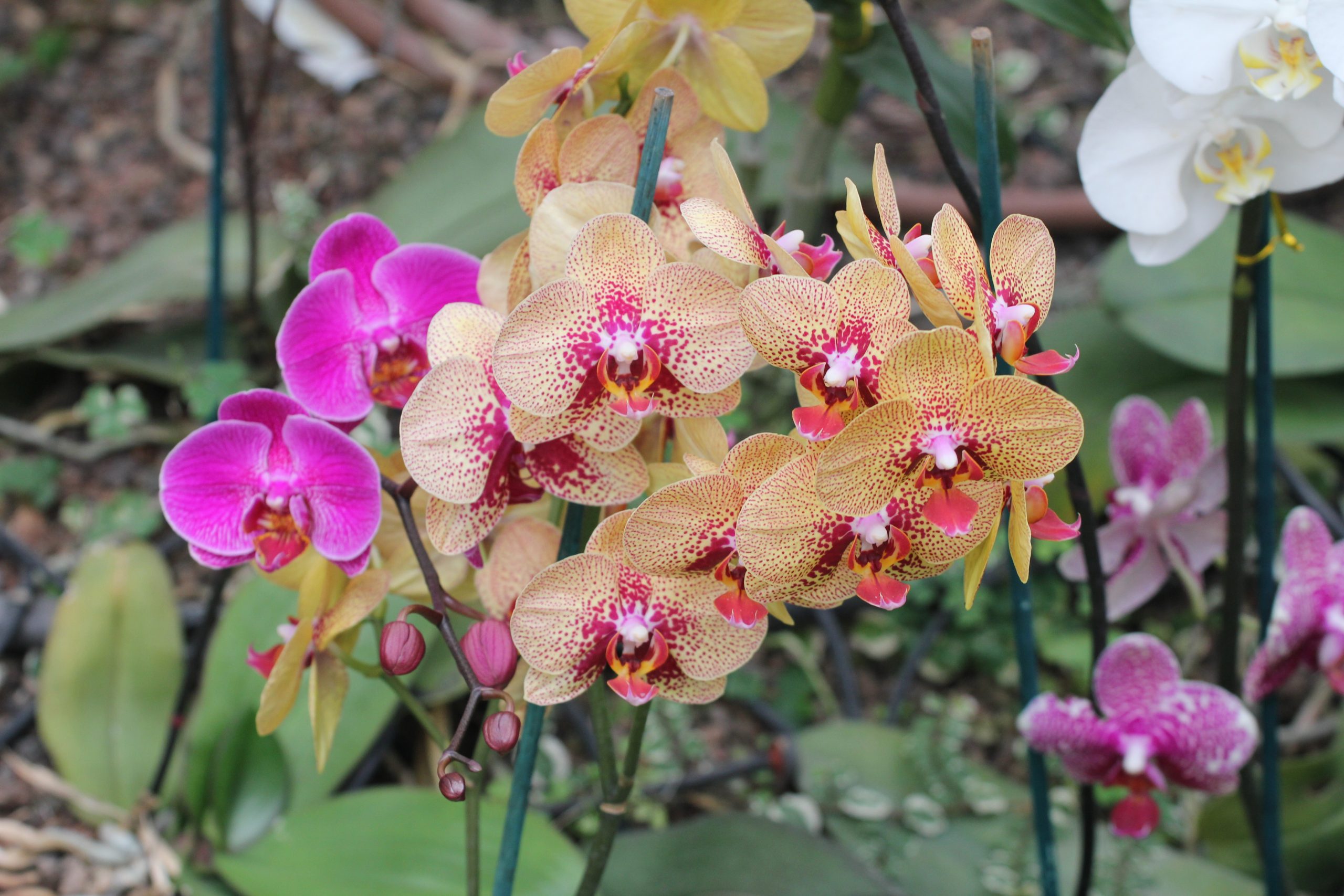Orchid Society